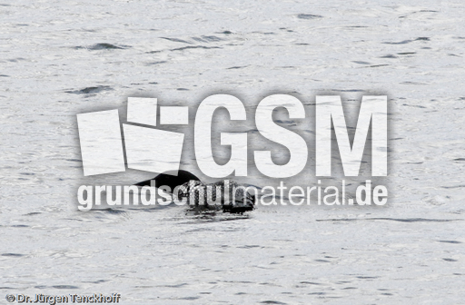 Eistaucher (3 von 26).jpg